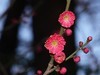 梅（朱砂）