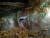 携“莱茵天鹅”，祝师友春安！！！