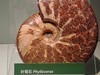 甘肃博物馆之古生物化石