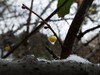 腊雪欺梅飘玉尘，早梅斗巧雪中春