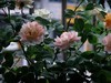 月季花（9）