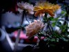 月季花（9）