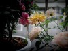 月季花（9）