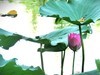 【荷您相伴】——摄于上海天山公园2024-8-14