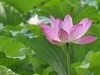 【荷您相伴】——摄于上海天山公园2024-8-14