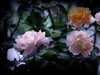 月季花（9）