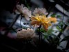 月季花（9）