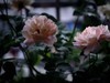 月季花（9）
