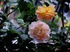 月季花（9）