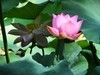 【荷您相伴】——摄于上海天山公园2024-8-14