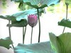 【荷您相伴】——摄于上海天山公园2024-8-14