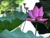 【荷您相伴】——摄于上海天山公园2024-8-14