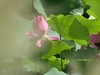 【荷您相伴】——摄于上海天山公园2024-8-14