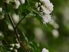 朩香花