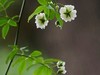 朩香花