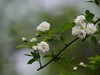 朩香花