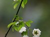朩香花