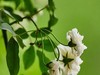 朩香花