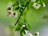 朩香花