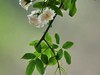 朩香花