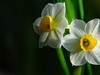 水仙花