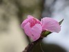 ·春花·++·