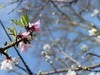 ·春花·++·