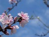 ·春花·++·