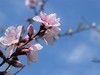 ·春花·++·