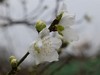 ·春花·++·