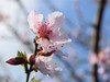 ·春花·++·