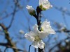 ·春花·++·