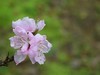 ·春花·++·