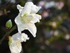 ·春花·++·