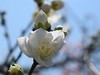 ·春花·++·