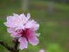 ·春花·++·