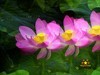 春城夏荷美《二》