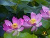 春城夏荷美《二》