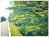 适马50-1.4二代镜头