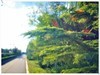 适马50-1.4二代镜头