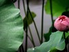 （又是一年荷花开）《雨中观池荷 》 （宋-李复）