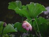 （又是一年荷花开）《雨中观池荷 》 （宋-李复）