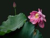 （又是一年荷花开）《雨中观池荷 》 （宋-李复）