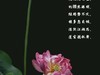 （又是一年荷花开）《雨中观池荷 》 （宋-李复）