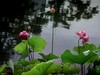 （又是一年荷花开）《雨中观池荷 》 （宋-李复）