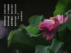 （又是一年荷花开）《雨中观池荷 》 （宋-李复）