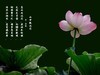 （又是一年荷花开）《雨中观池荷 》 （宋-李复）