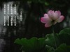（又是一年荷花开）《雨中观池荷 》 （宋-李复）