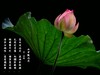 （又是一年荷花开）《雨中观池荷 》 （宋-李复）