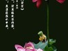 （又是一年荷花开）《雨中观池荷 》 （宋-李复）